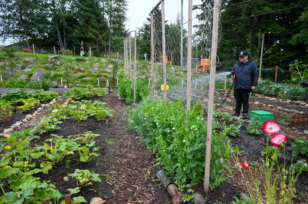 a man waters a lush green community garden on vancouver island.