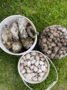 Shellfish harvest displayed in three buckets along the west coast of Vancouver Island