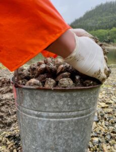 An Ahousaht First Nation community member gathers shellfish along the west coast of Vancouver Island.