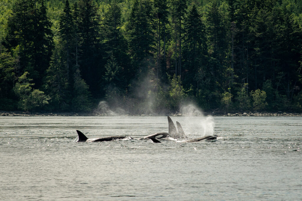 a pod of orcas breach in the comox valley during a big animal encounters whale watching tour