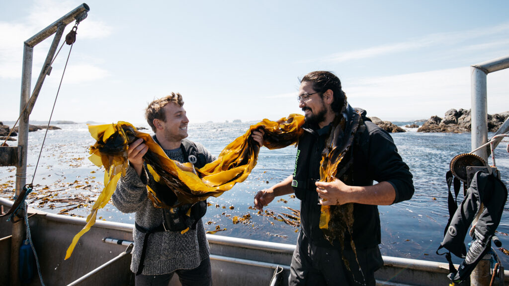Two men are seen holding up Kelp seaweed on a fishing boat in the clayquot sound area, near Tofino, British Columbia.