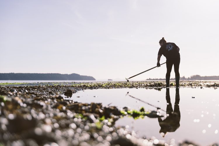 a lone employee harvests oysters along the coastline in Fanny Bay, Vancouver Island.